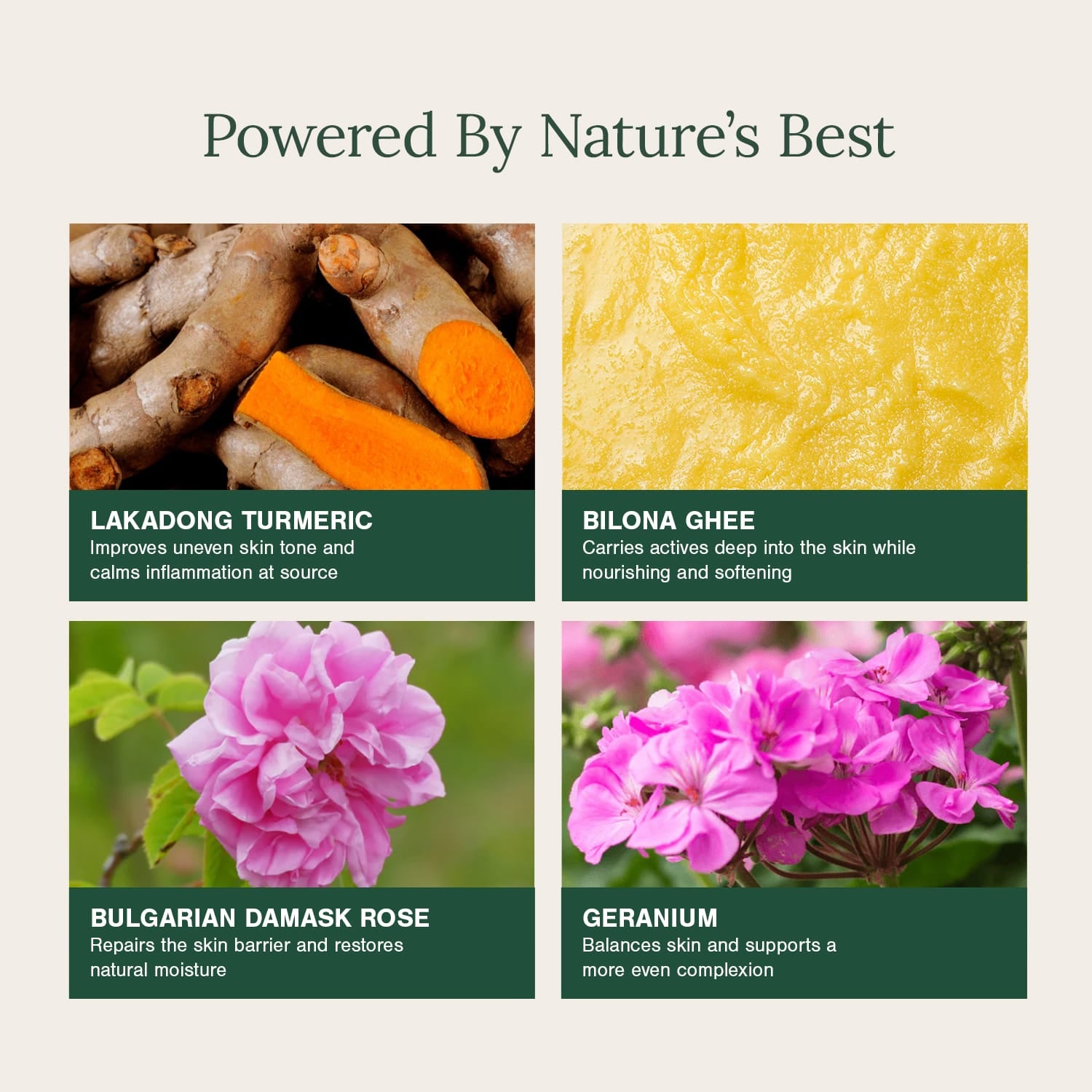 Organic Lip Balm Fortified with Lakadong Turmeric, Ghee & Rose