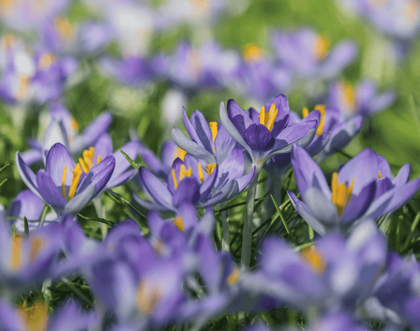 Saffron